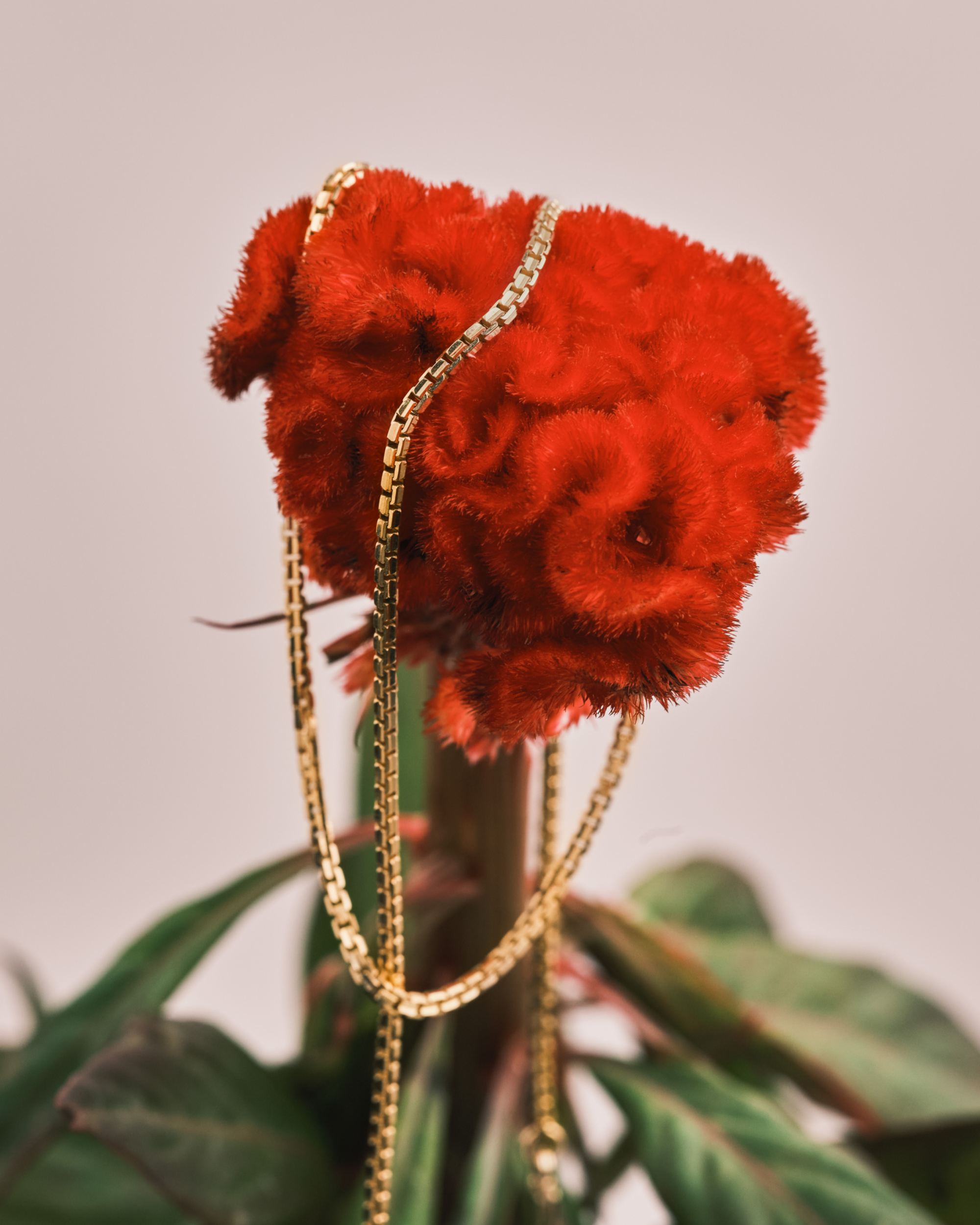 שרשרת ניקול